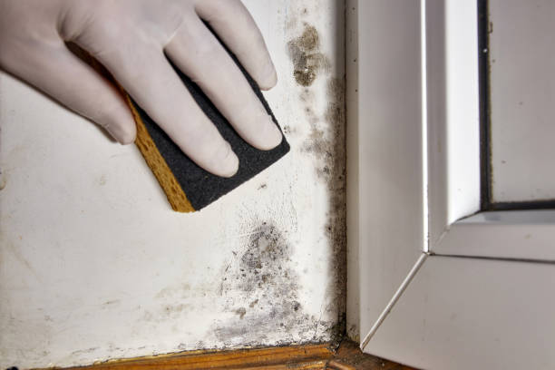 Best Commercial Mold Inspection  in Mokuleia, HI